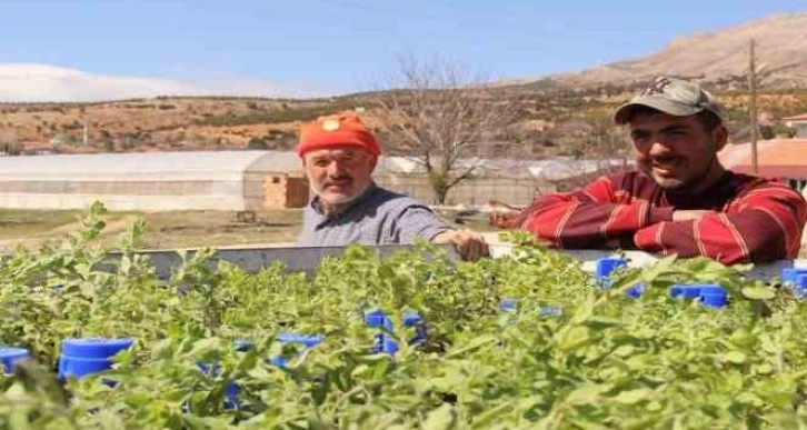 Büyükşehirin hibe ettiği, Antep fıstığı ve kekikler Elmalı’da toprakla buluştu