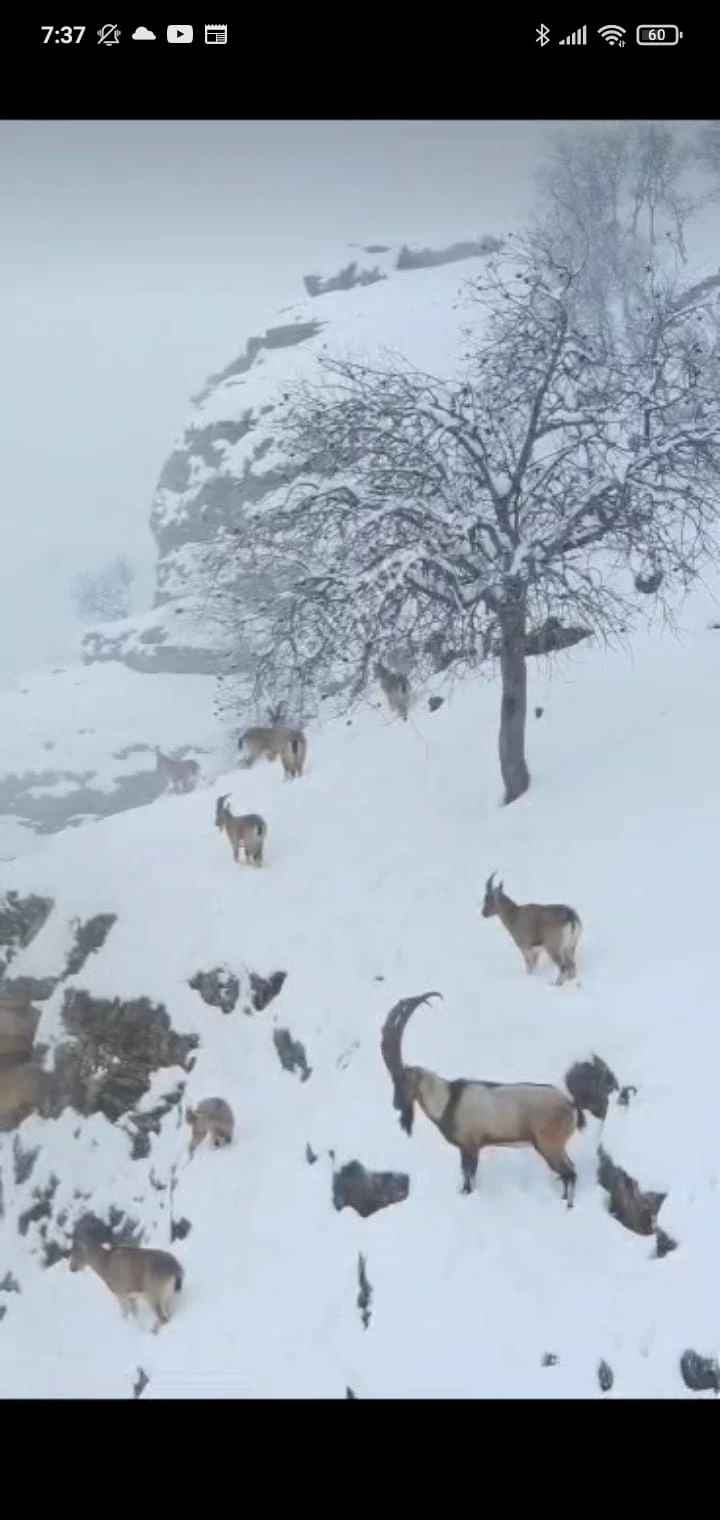 Nemrt'tun etrafı ceylanlar yurdu