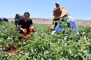 Domates Hasadı Başladı