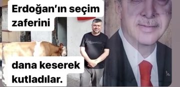 Erdoğan’ın seçim zaferini dana keserek kutladılar!..