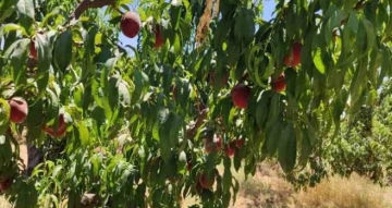 Gaziantep’te şeftali sevinci