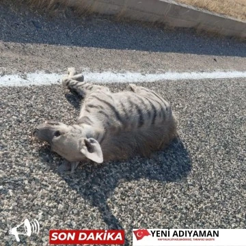 Nesli Tükenmekte Olan Çizgili Sırtlan Adıyaman-Urfa Karayolunda Araç Çarpması Sonucu Öldü